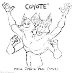 more-coyote-per-coyote